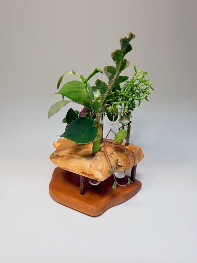 CHERRY BURL 3 TUBE ROOTER
