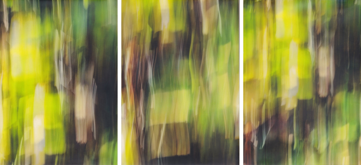 "ENCHANTED FOREST" PHOTOGRAPHY/ENCAUSTIC BEESWAX TRIPTYCH