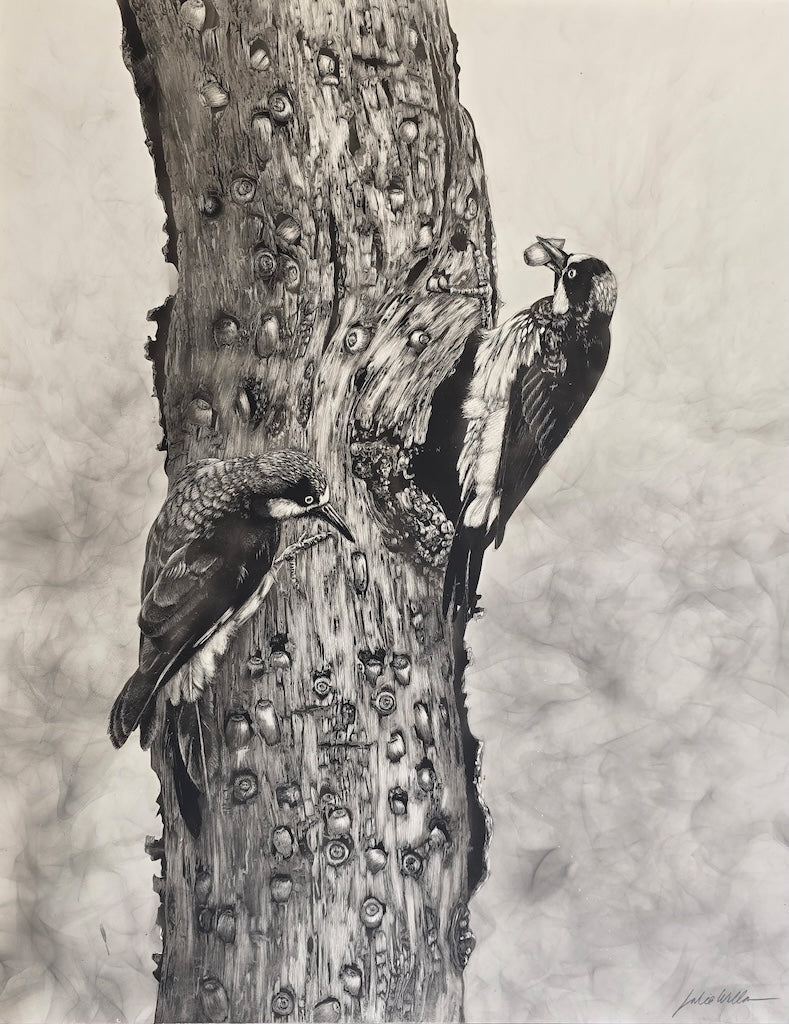 "THE ACORN WOODPECKERS" Original Fumage Drawing on Clay Board/Framed