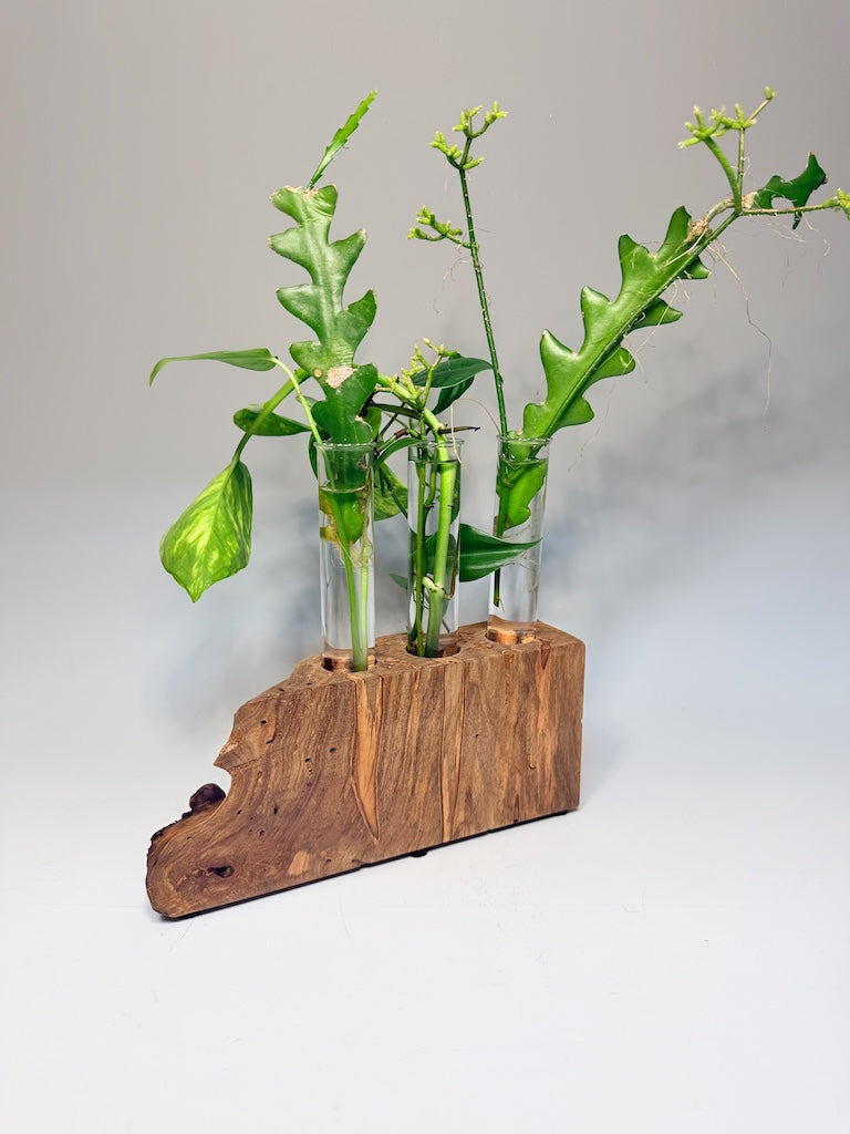 RED OAK BURL 3 TUBE ROOTER