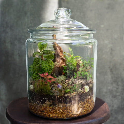 3 HOUR TERRARIUM BUILDING WORKSHOP WITH FRANK NUSS