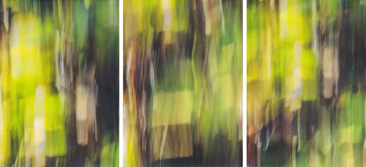 "ENCHANTED FOREST" PHOTOGRAPHY/ENCAUSTIC BEESWAX TRIPTYCH