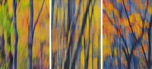 "STAINED GLASS FOREST"  PHOTOGRAPHY/ENCAUSTIC BEESWAX (TRIPTYCH)