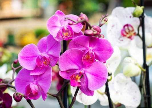 "FOR THE LOVE OF ORCHIDS" WORKSHOP WITH JULIE GUY