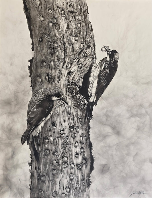 "THE ACORN WOODPECKERS" Original Fumage Drawing on Clay Board/Framed