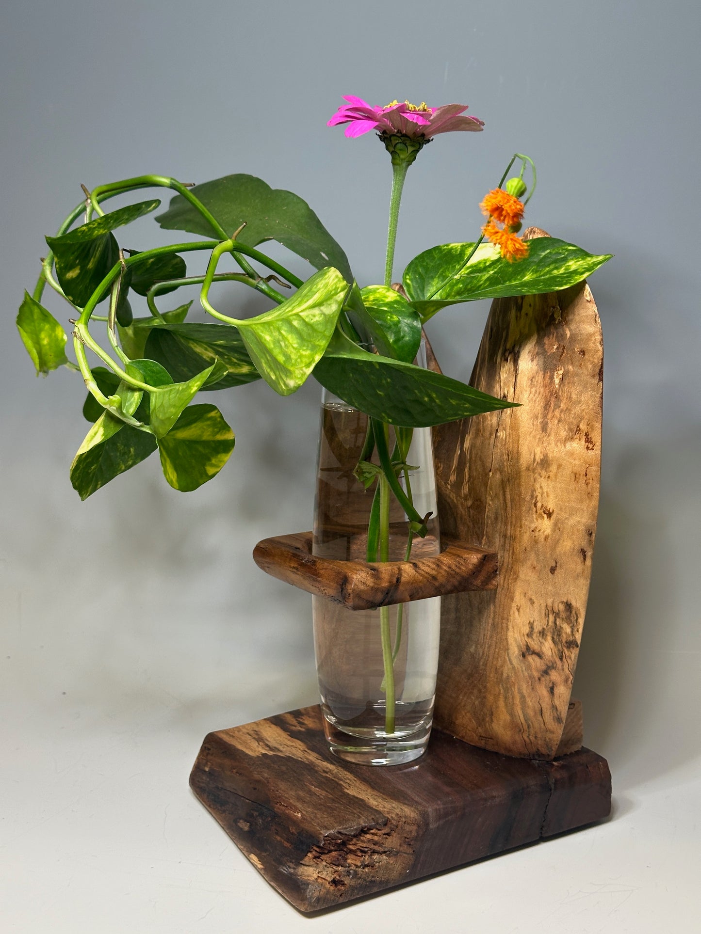 MAPLE SINGLE VASE ROOTER