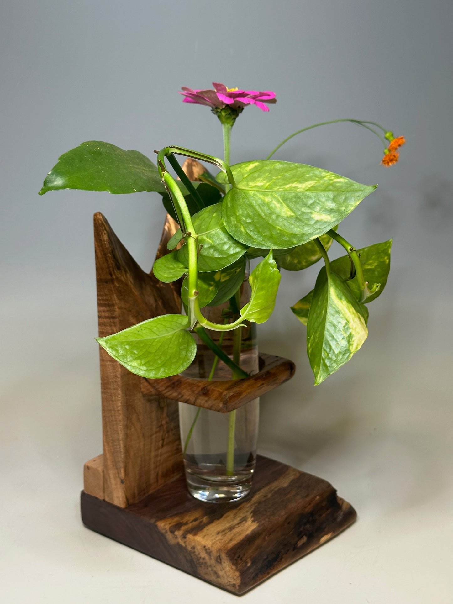 MAPLE SINGLE VASE ROOTER