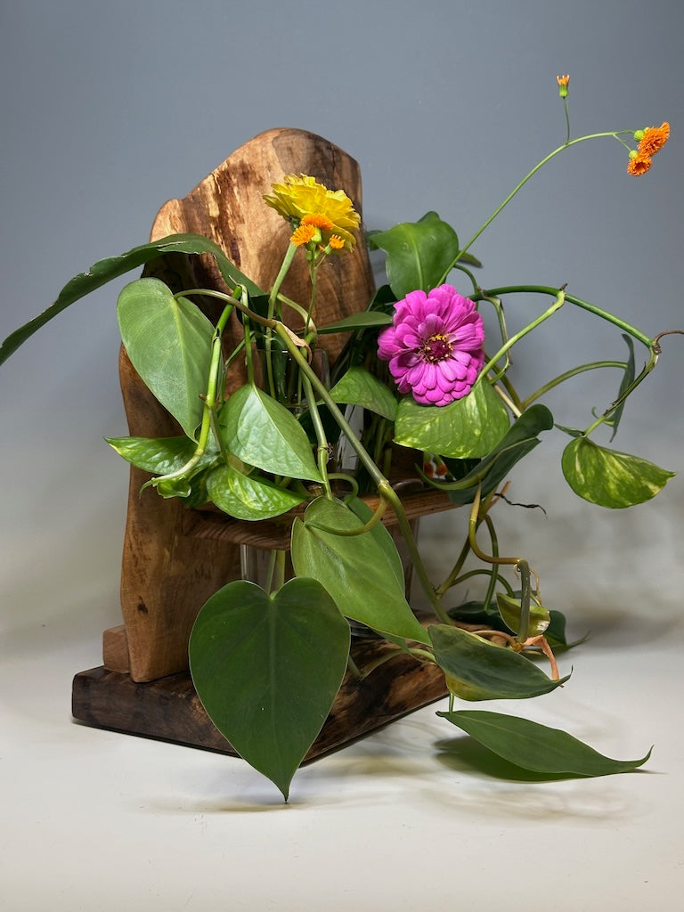 MAPLE DOUBLE VASE ROOTER