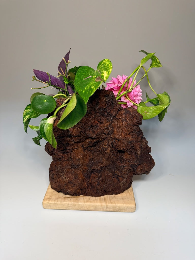 CHERRY BURL ON MAPLE BASE AND WALNUT SHELF DOUBLE TUBE ROOTER