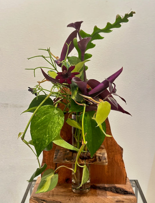 CHERRY BURL SINGE VASE ROOTER