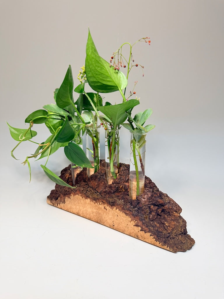 MAPLE BURL 4 TUBE ROOTER