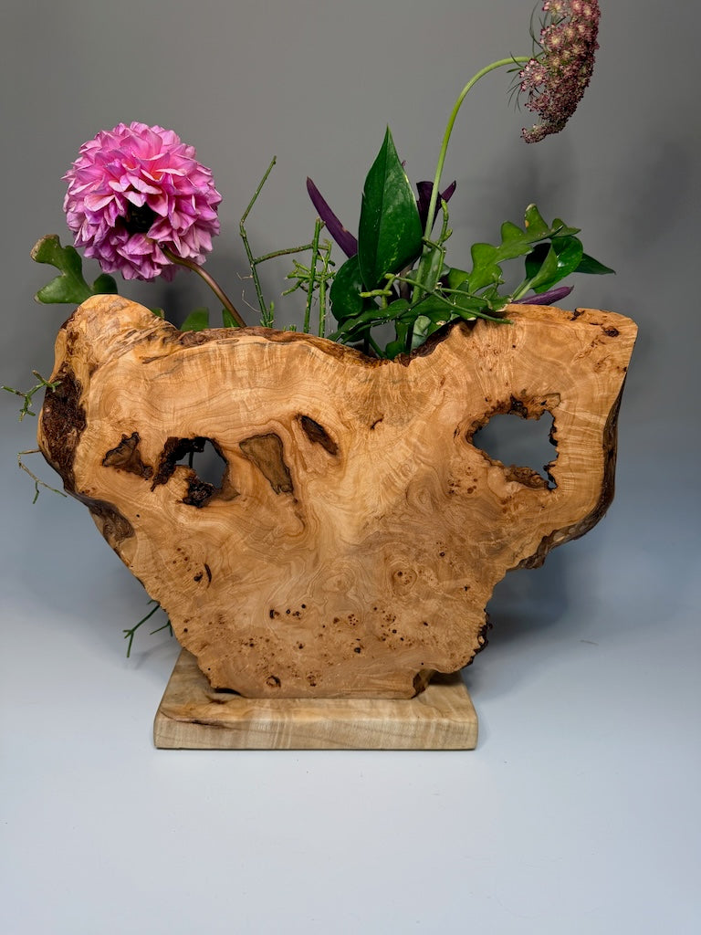 WALNUT BURL ON AMBROSIA MAPLE BASE AND CHESTNUT SHELF DOUBLE TUBE ROOTER