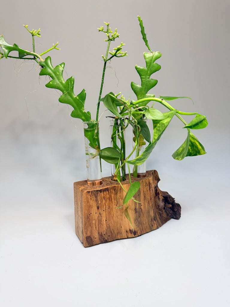 RED OAK BURL 3 TUBE ROOTER