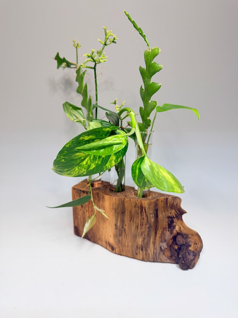 RED OAK BURL 3 TUBE ROOTER