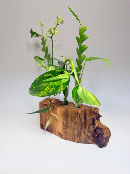 RED OAK BURL 3 TUBE ROOTER