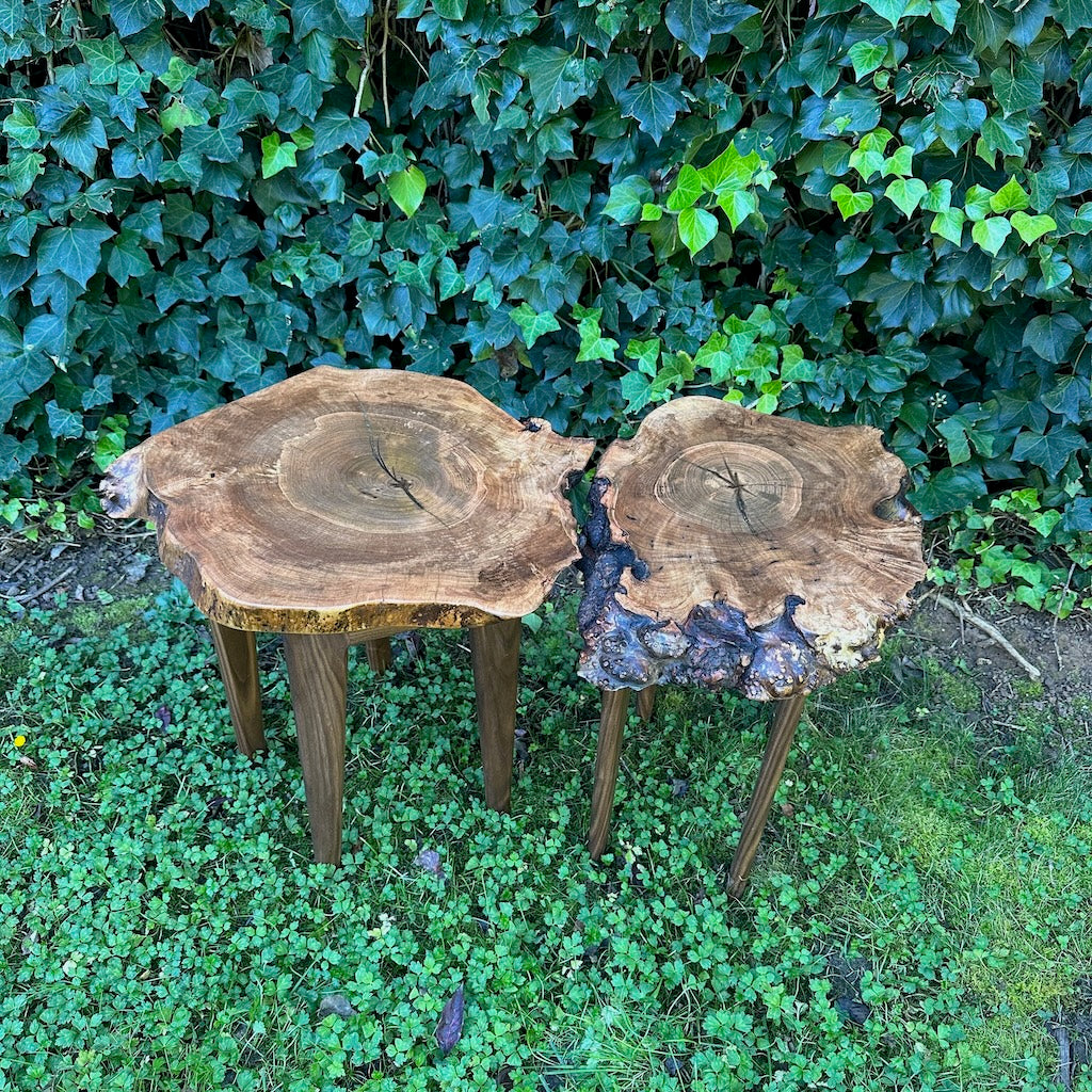 DOUBLE MAPLE COOKIE SPLIT INTO 2 TABLES ON WALNUT LEGS