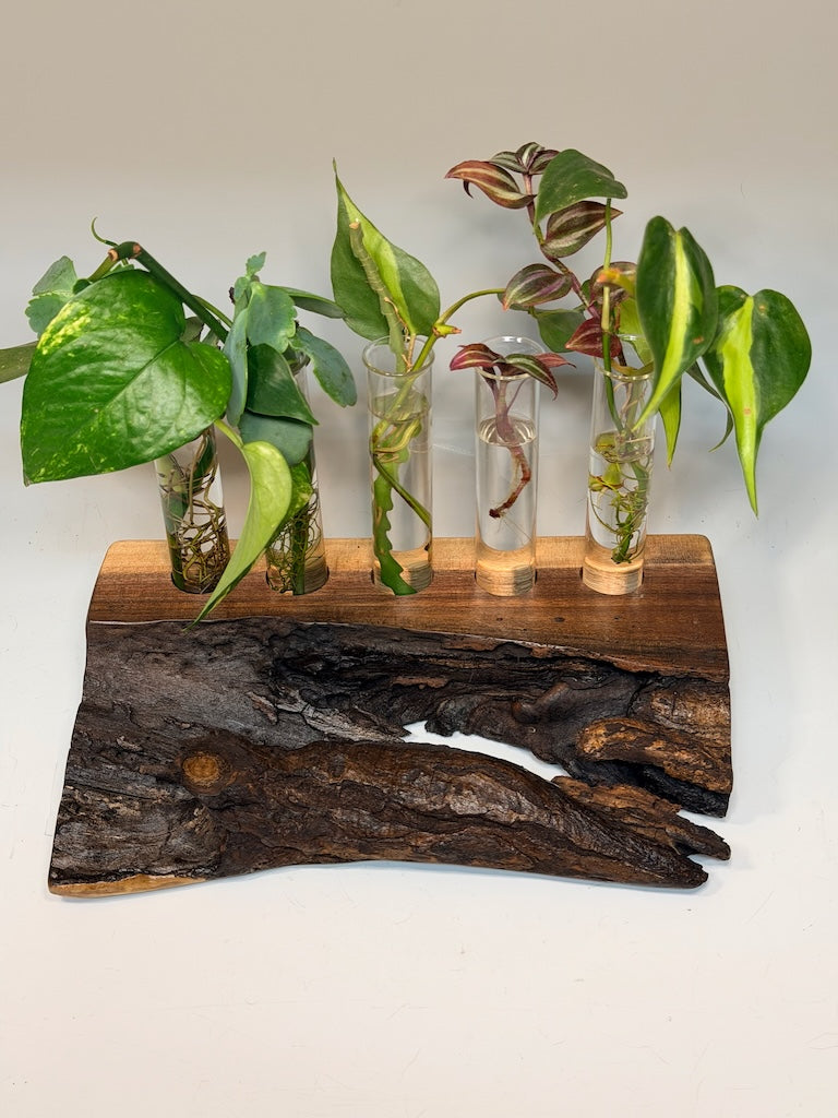 WALNUT FIVE TUBE ROOTER