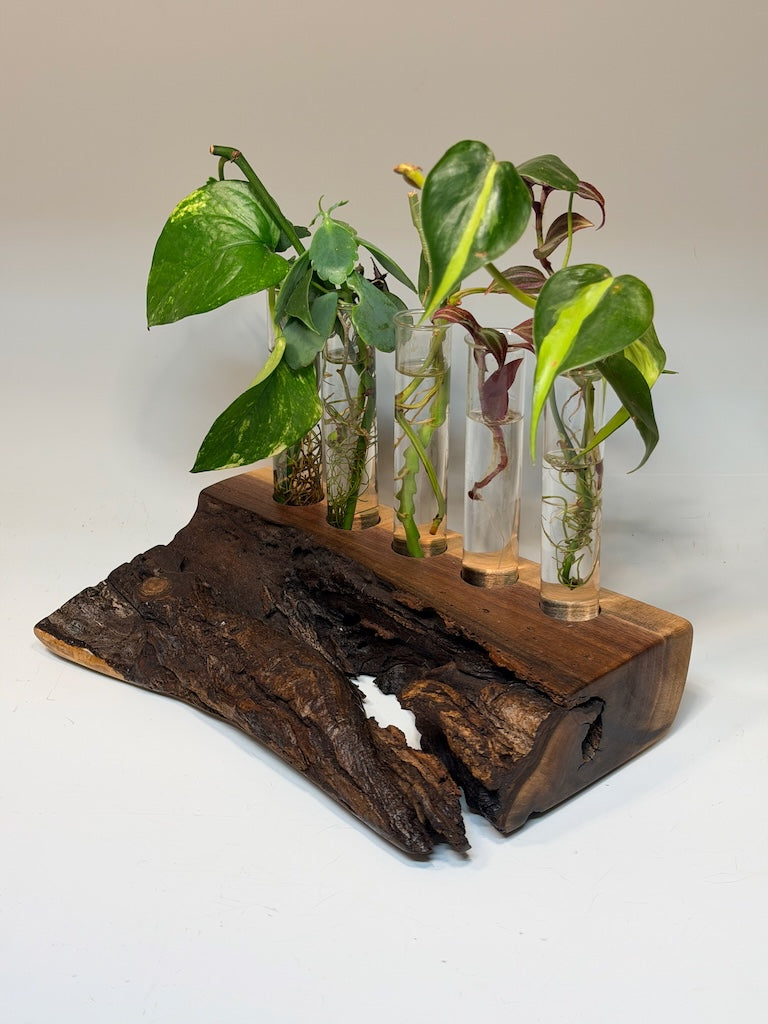 WALNUT FIVE TUBE ROOTER