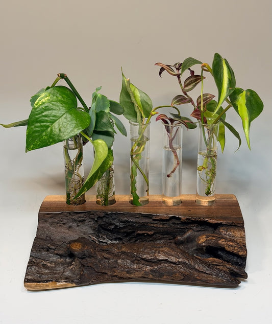 WALNUT FIVE TUBE ROOTER