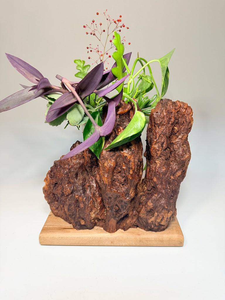 WALNUT BURL AND MAPLE 2 VASE ROOTER