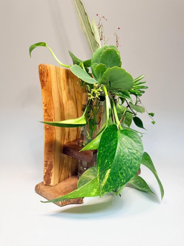 OLIVEWOOD, MAPLE, AND WALNUT 2 VASE ROOTER