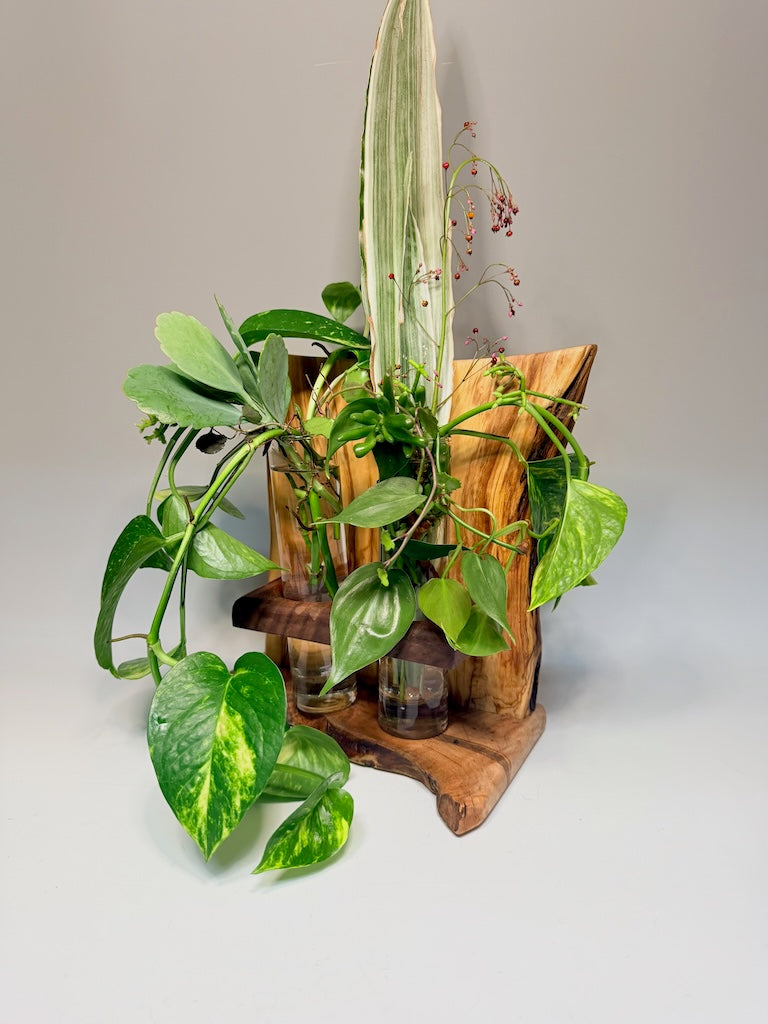 OLIVEWOOD, MAPLE, AND WALNUT 2 VASE ROOTER