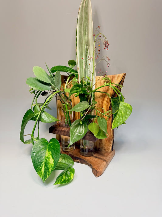 OLIVEWOOD, MAPLE, AND WALNUT 2 VASE ROOTER