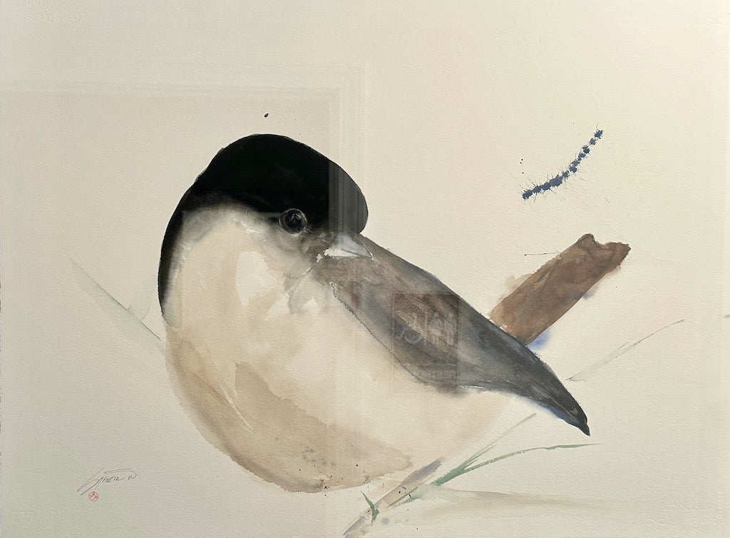 "BLACK CAPPED CHICKADEE 2.24 Original Watercolor/Framed