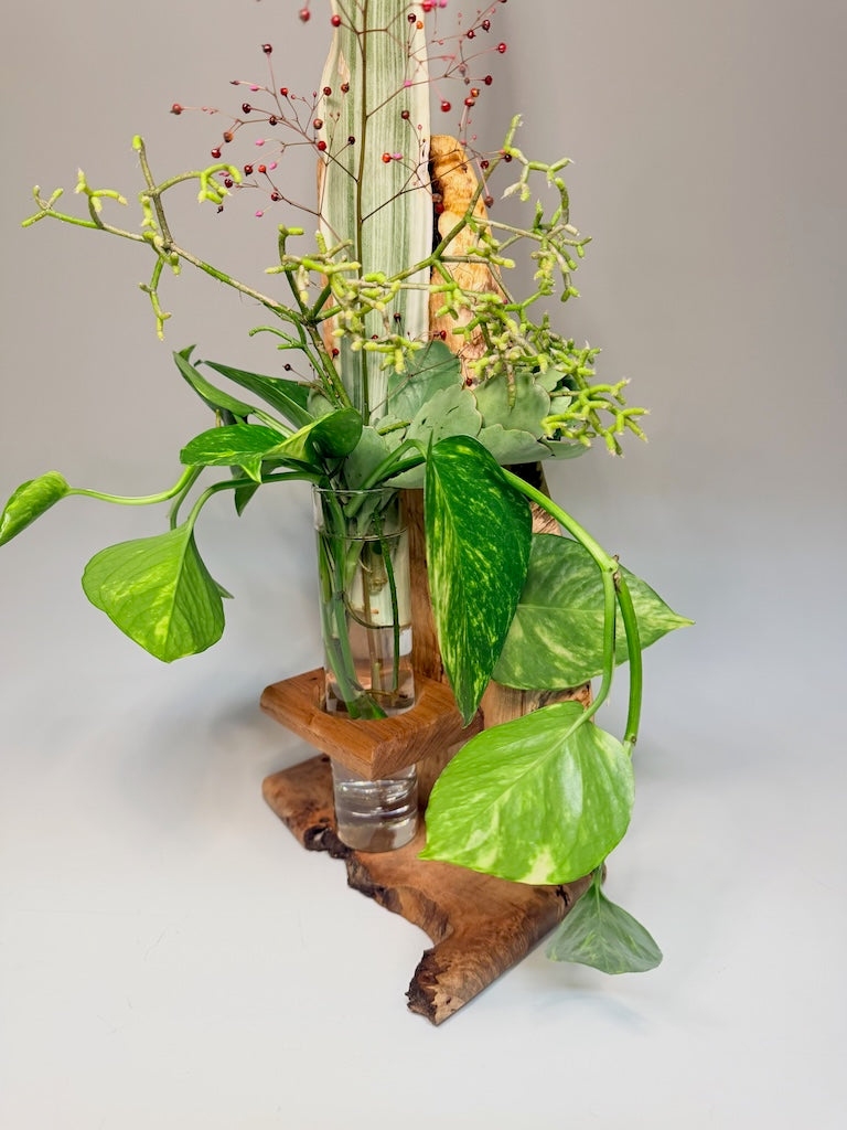 TALL AMBROSIA MAPLE AND CHESTNUT 1 VASE ROOTER