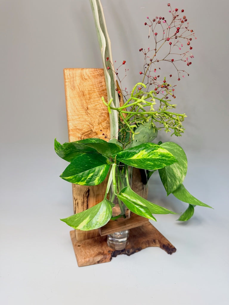 TALL AMBROSIA MAPLE AND CHESTNUT 1 VASE ROOTER