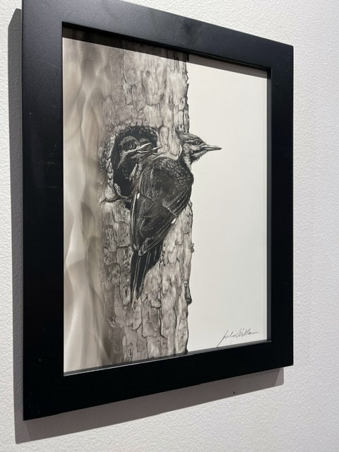 “Pileated  Woodpecker and Chicks” Fumage Drawing on Clay Board
